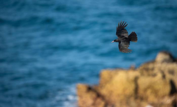 Chough - Image Credit: Ben Andrew